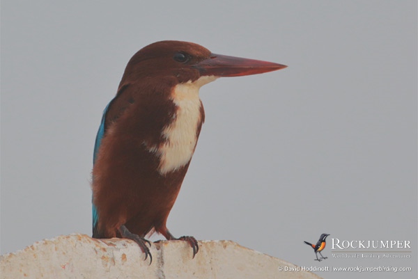 Egypte vogelreizen