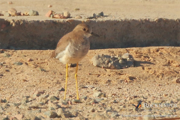 excursions ornithologiques en Egypte