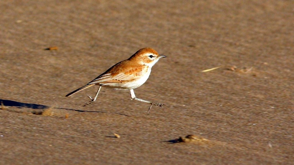 Dune Lark by Markus Lilje