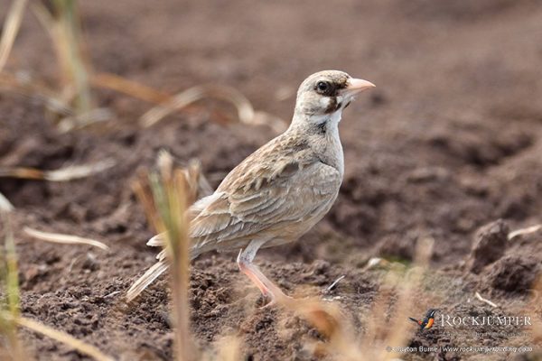 ethiopië vogelreizen