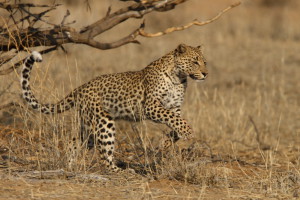 En morgen i en Kalahari-leopards liv