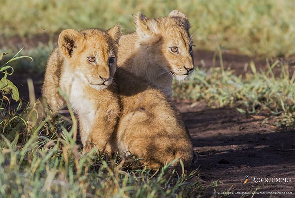 Lion cubs by George L. Armistead