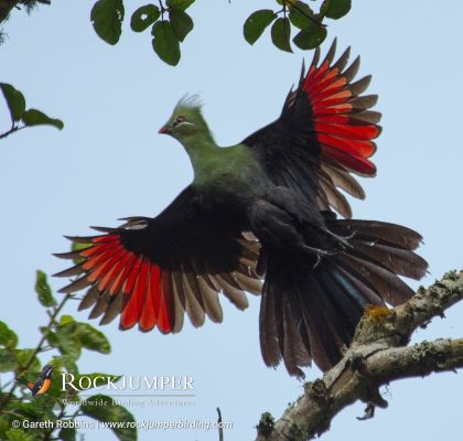 Le Touraco de Livingstone par Gareth Robbins