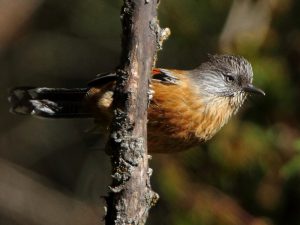 Barwing de garganta rayada localizado