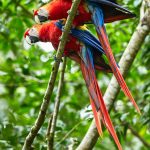 Scarlet Macaws by Adam Riley