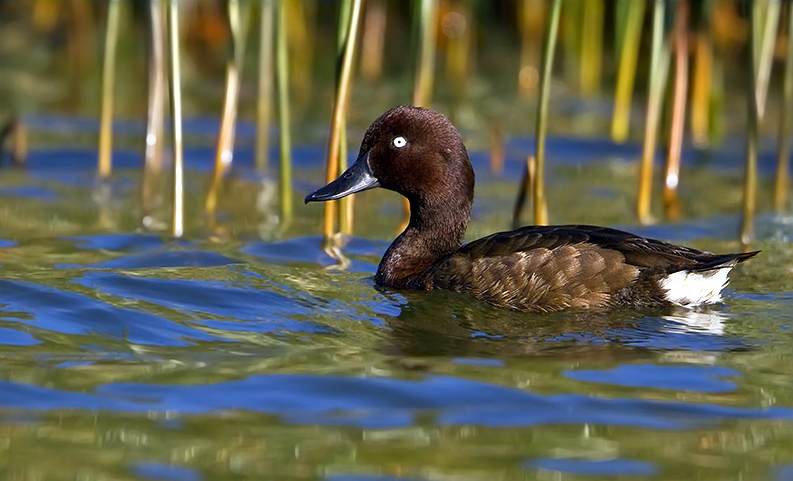 Hoppas på Madagaskar Pochard?