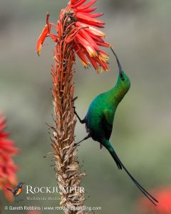 Malachite Sunbird - Godahoppsudden