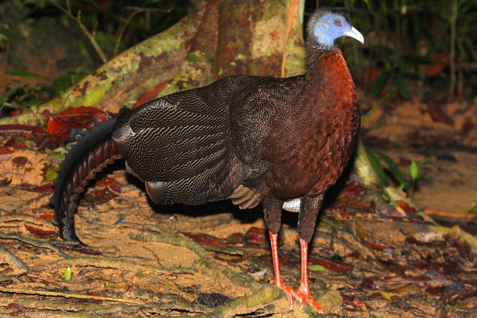 Turens højdepunkter – Malaysia og Borneo