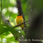 Manakin à collier orange par Forrest Rowland