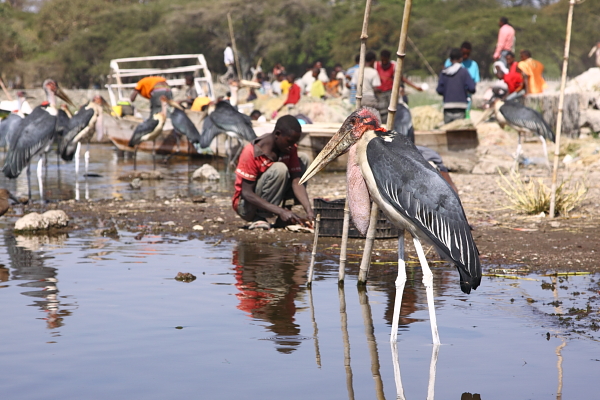 Marabous på Lake Awassa fiskmarknad, Etiopien av Felicity Riley