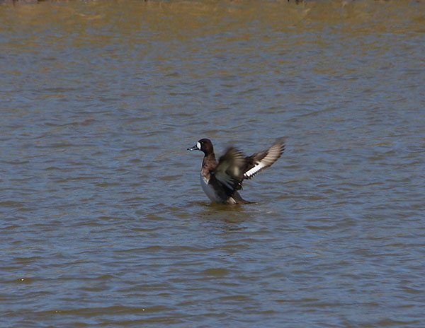 Lesser Scaup by Colin Valentine