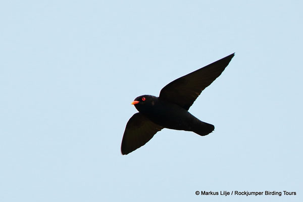 African River Martin by Markus Lilje