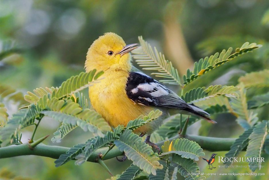 Observación de aves en el oeste de la India: endémicas en peligro de extinción, vastos desiertos y culturas fascinantes