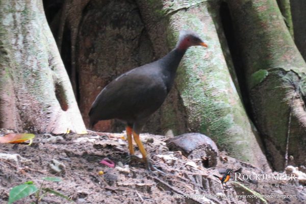 Micronesische Megapode door Erik Forsyth