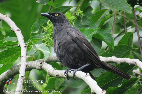 Micronesian Starling av Erik Forsyth