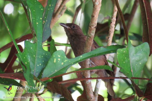 Morningbird by Erik Forsyth