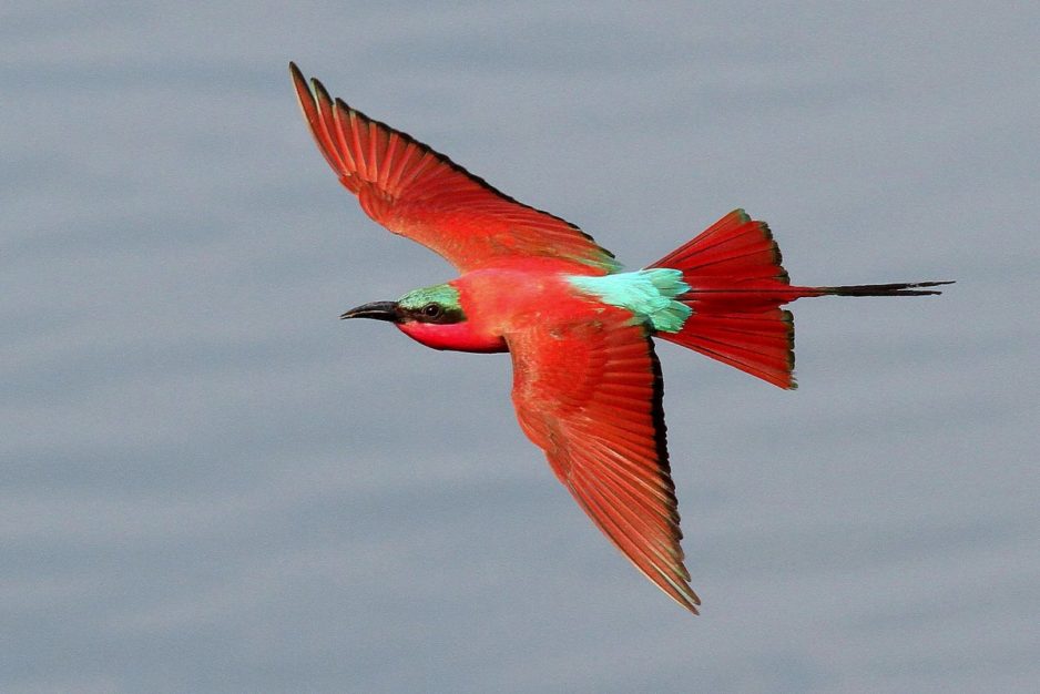 Turens höjdpunkter – Namibia, Okavango och Victoriafallen