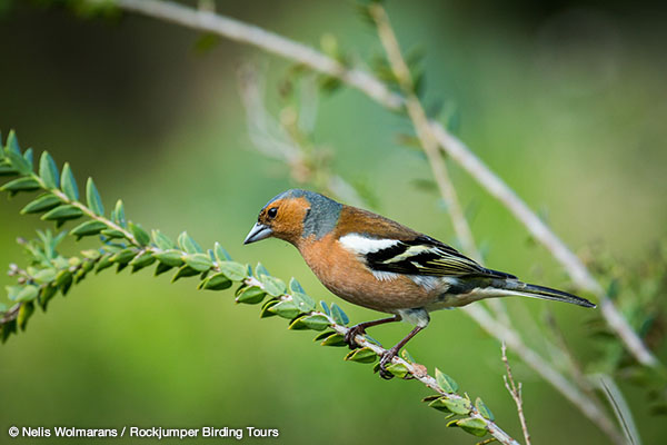 Common Chaffinch by Nelis Wolmarans Common Chaffinch by Nelis Wolmarans