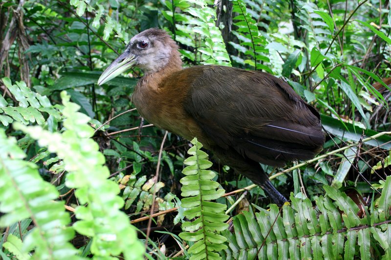 New Guinea Flightlss Rail av David Shackelford