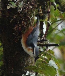 Endemic White-browed Nuthatch