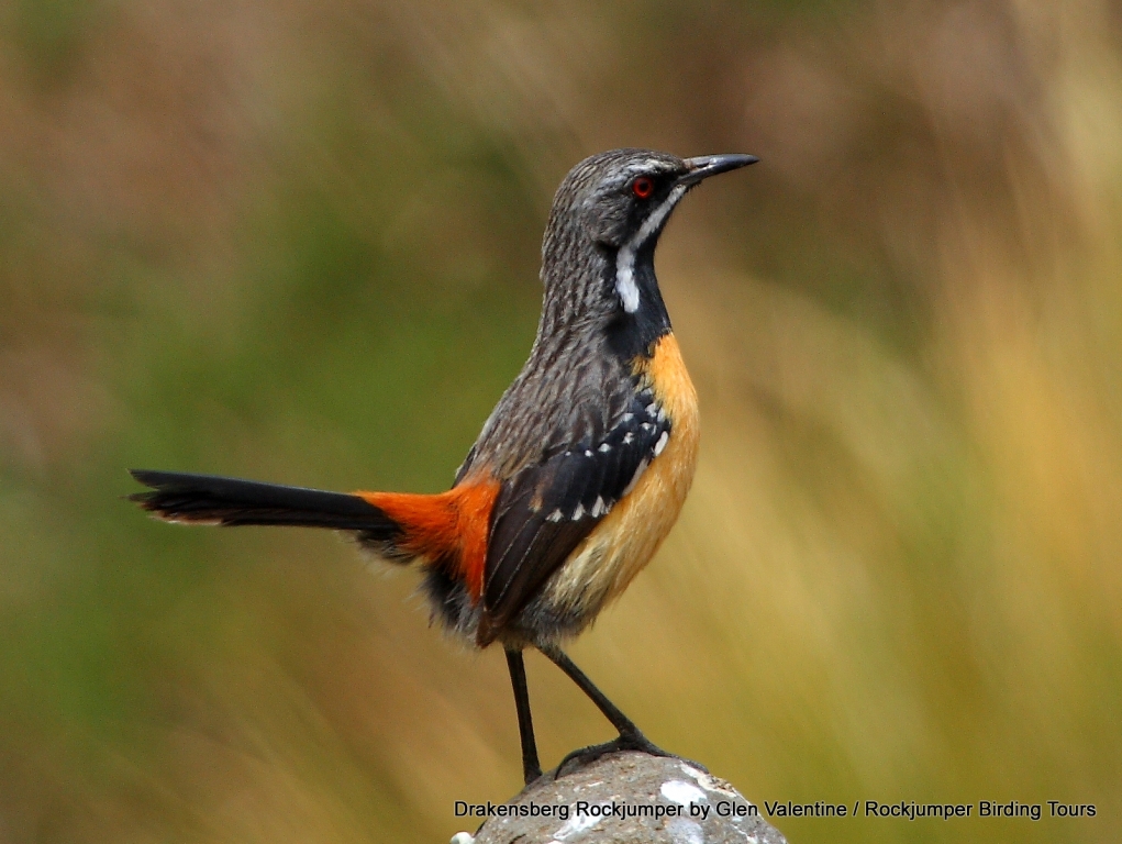 南アフリカの冬の野鳥観察