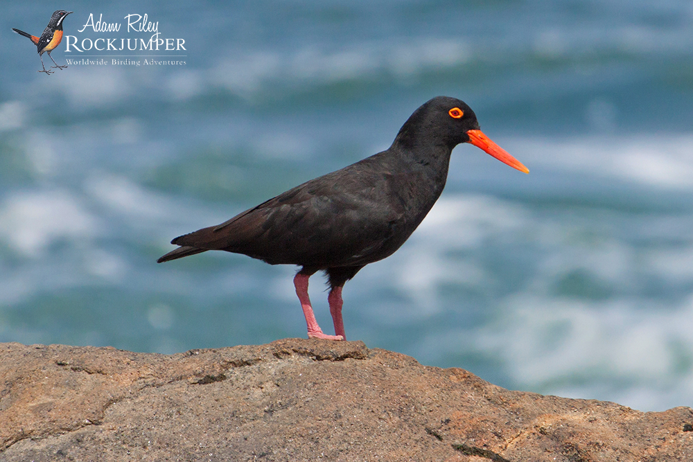 African Black Oystercatcher