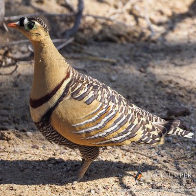 Malet Sandgrouse af Stephan Lorenz