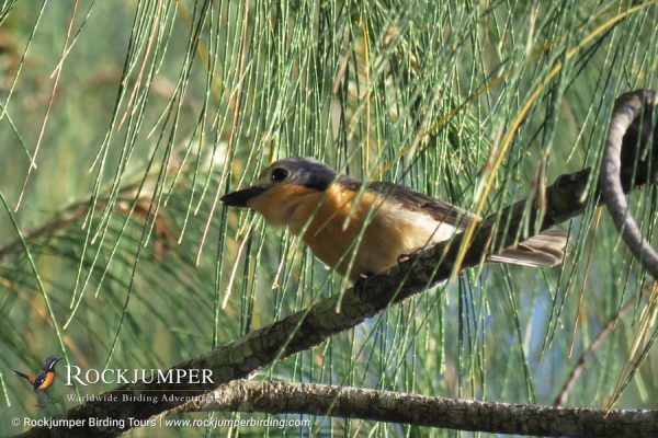 Palau Flycatcher by Erik Forsyth