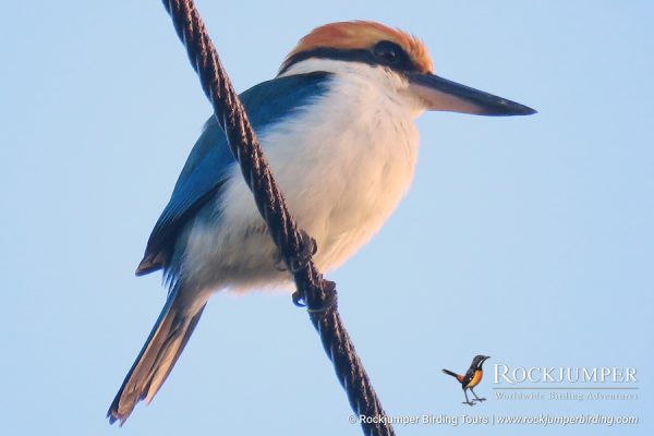 Palau Kingfisher de Erik Forsyth