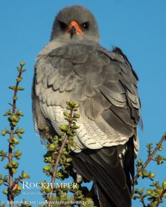 Pale Chanting Goshawk