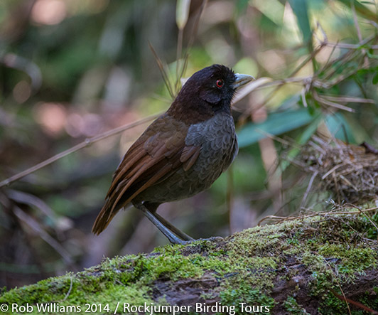 Blegnæbbet Antpitta af Rob Williams