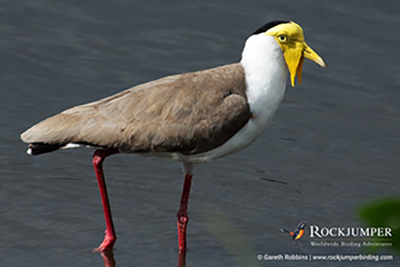 Observación de aves en Papúa Nueva Guinea