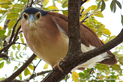 パプアニューギニアの鳥観察