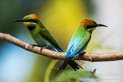 Observación de aves en Papúa Nueva Guinea