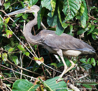 Observación de aves en Papúa Nueva Guinea