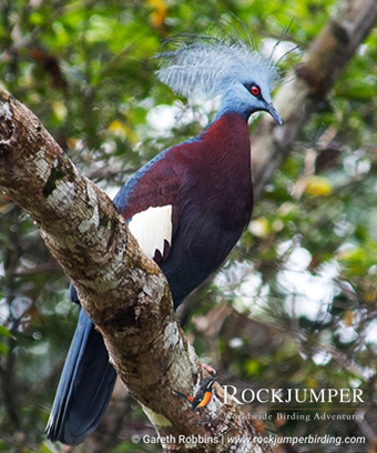 Tour de observación de aves en Papúa Nueva Guinea