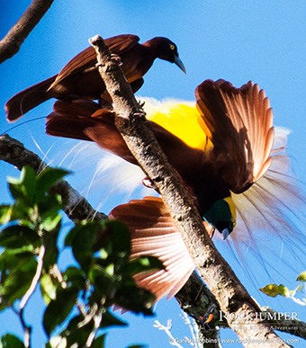 Tour de observación de aves en Papúa Nueva Guinea