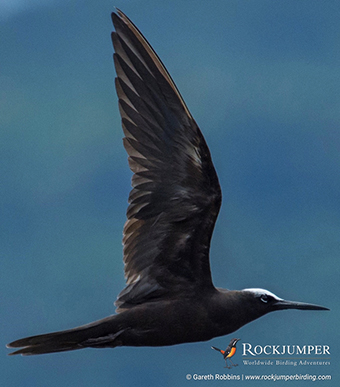 Tour de observación de aves en Papúa Nueva Guinea