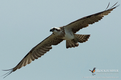 Papua New Guinea Birding Tour