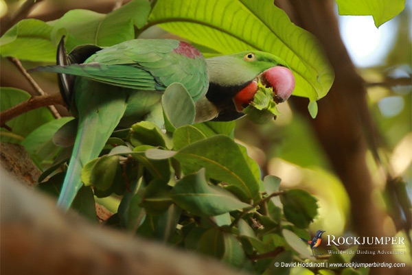 Alexandrine Parakeet