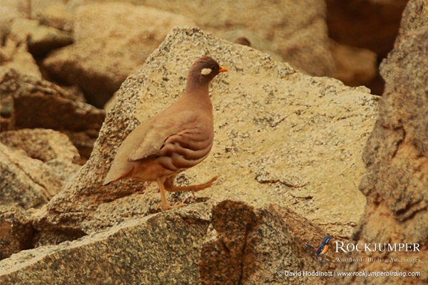 Sand Partridge