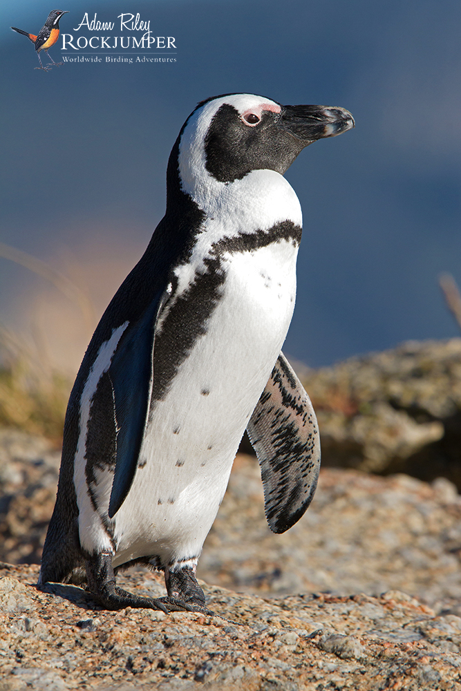 African Penguin Conservation