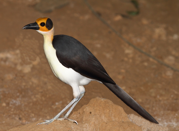 Picathartes – Afrikas mærkeligste fugle