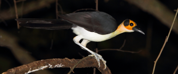 Picathartes de cuello blanco a punto de saltar de una liana, estas aves son increíblemente rápidas y ágiles. Foto de Adam Riley 