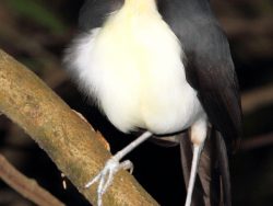 A preening White-necked Picathartes, note the filoplumes (hair-like feathers) on its otherwise bald head. Photo by Adam Riley