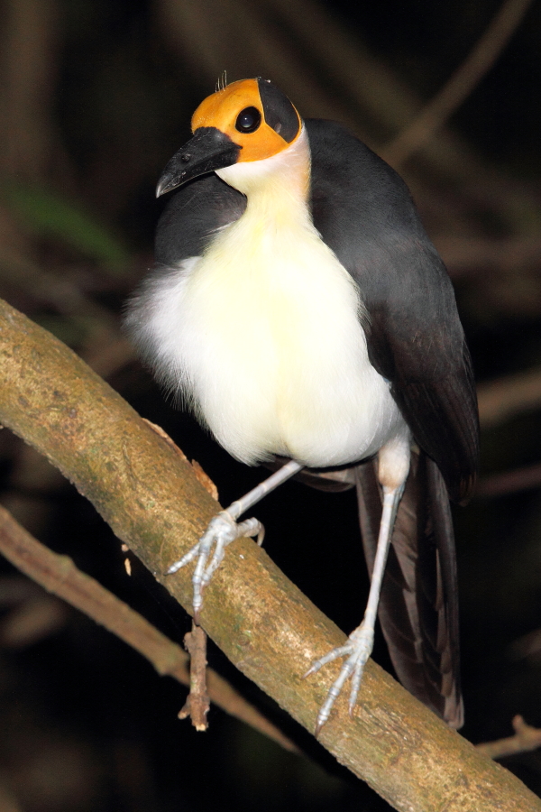 En hvidhalset Picathartes, læg mærke til filoplumerne (hårlignende fjer) på dens ellers skaldede hoved. Foto af Adam Riley 