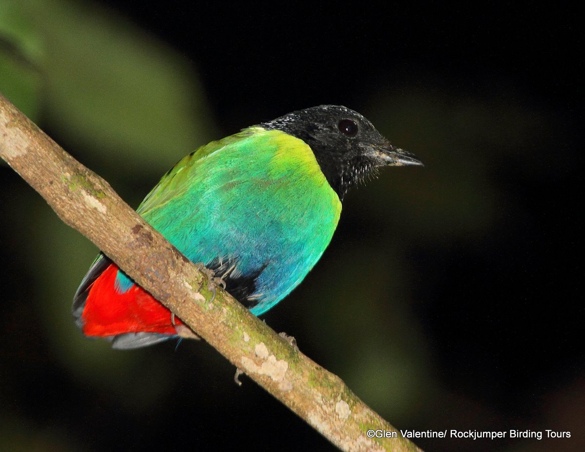 Aspectos destacados de la observación de aves en Papúa Nueva Guinea de Rockjumper en 2011