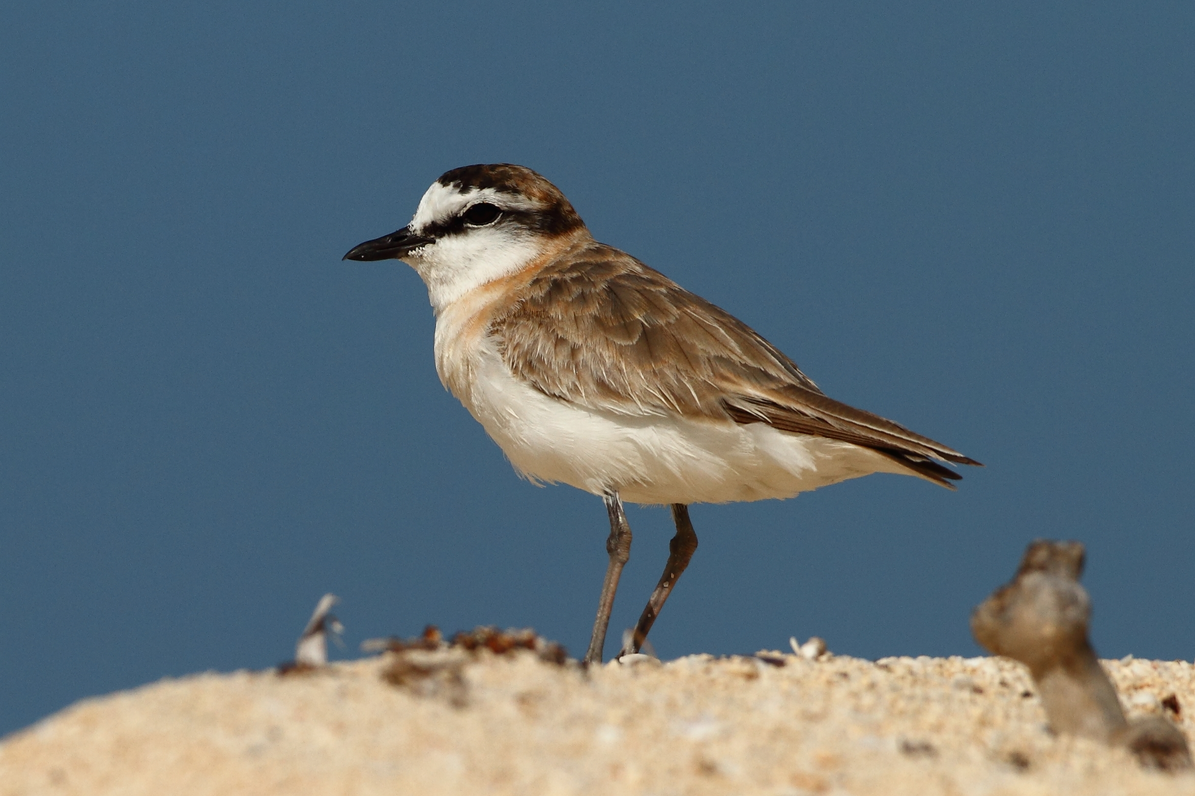 White-fronted Plover