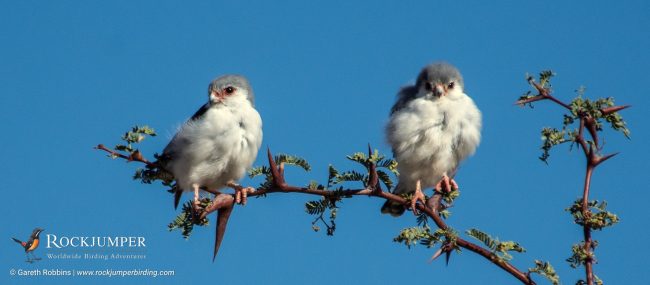 Pygmy Falcons by Gareth Robbins