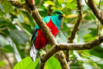 Quetzal de punta blanca por Adam Riley